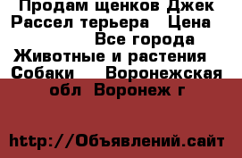 Продам щенков Джек Рассел терьера › Цена ­ 25 000 - Все города Животные и растения » Собаки   . Воронежская обл.,Воронеж г.